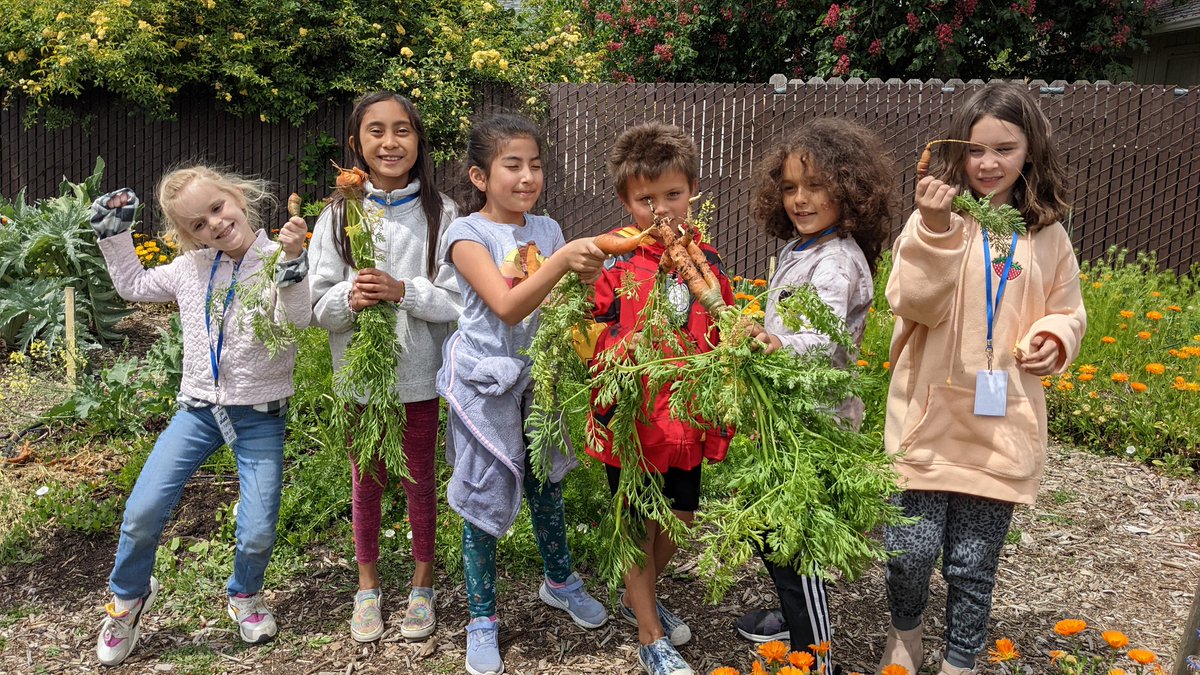 GardenEdSandra's tweet photo. My students were very happy to finally harvest carrots this week! #UELFGarden @UELF_PTA @UELFSEAWOLVES1 @schoolgardens @readygrowgarden @CaEEI @sanctuaries @NOAA @LagunaFnd @SGSONetwork @Kids_Gardening @epicgardening @sonomawater @Proud2BeCRPUSD @School_Garden https://t.co/vmG5Qvhonh
