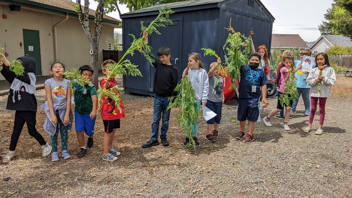 GardenEdSandra's tweet photo. My students were very happy to finally harvest carrots this week! #UELFGarden @UELF_PTA @UELFSEAWOLVES1 @schoolgardens @readygrowgarden @CaEEI @sanctuaries @NOAA @LagunaFnd @SGSONetwork @Kids_Gardening @epicgardening @sonomawater @Proud2BeCRPUSD @School_Garden https://t.co/vmG5Qvhonh