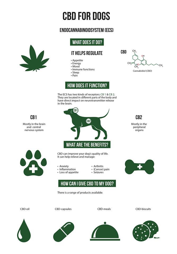PureCanna's tweet photo. 🐶 CBD &amp; your Dog?  YES CBD can help your dog in many different ways! 
https://t.co/EXnRhUHnZe 🐶 SAVE 15% With Coupon Code "Get15" 🐶 https://t.co/47PQjQnnlX