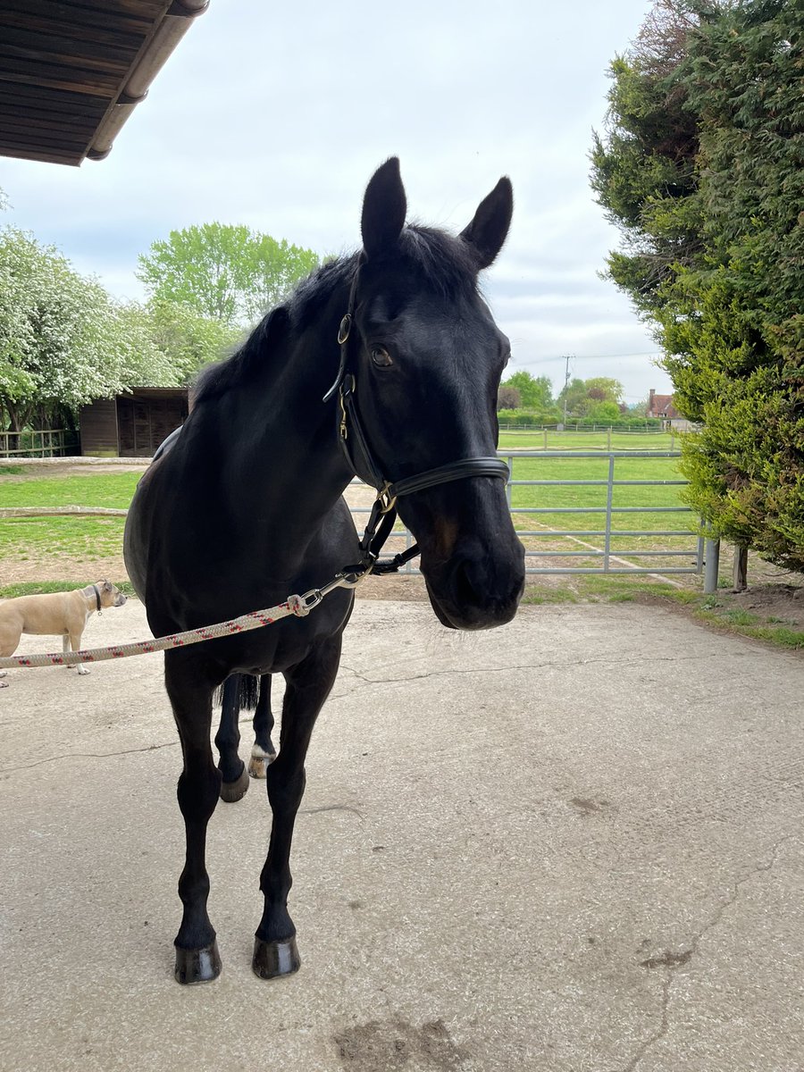 NatalieHudd's tweet photo. Le Grand Vizier. 23 years old today. Still amazing. 19 years after rehoming from @JohnWathenBerry. This horse is a total legend @greg_upperwood https://t.co/6M3qPuyqDa