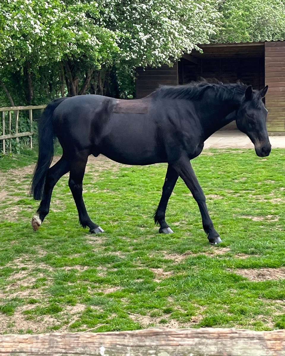 NatalieHudd's tweet photo. Le Grand Vizier. 23 years old today. Still amazing. 19 years after rehoming from @JohnWathenBerry. This horse is a total legend @greg_upperwood https://t.co/6M3qPuyqDa
