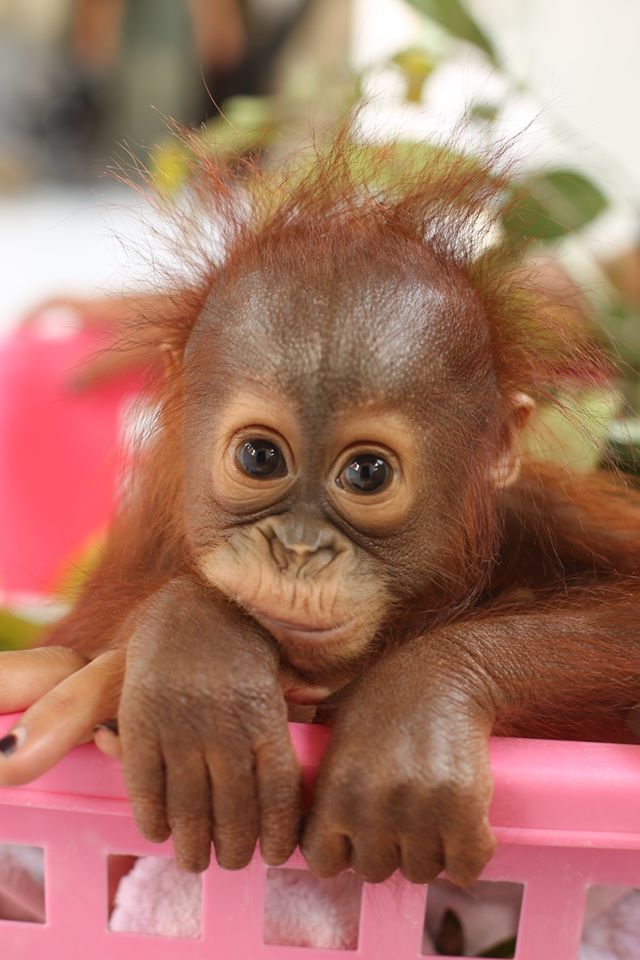 redapes's tweet photo. 15 years ago Orangutan Outreach created a Mother's Day campaign called "MOM— Missing Orangutan Mothers" to bring attention to the 100s of ORPHANED baby orangutans being cared for at rescue centers in Borneo &amp; Sumatra. Their mothers were murdered. 
❤️🙏🦧 https://t.co/XVsSYrIdKZ https://t.co/yOd3URLePr
