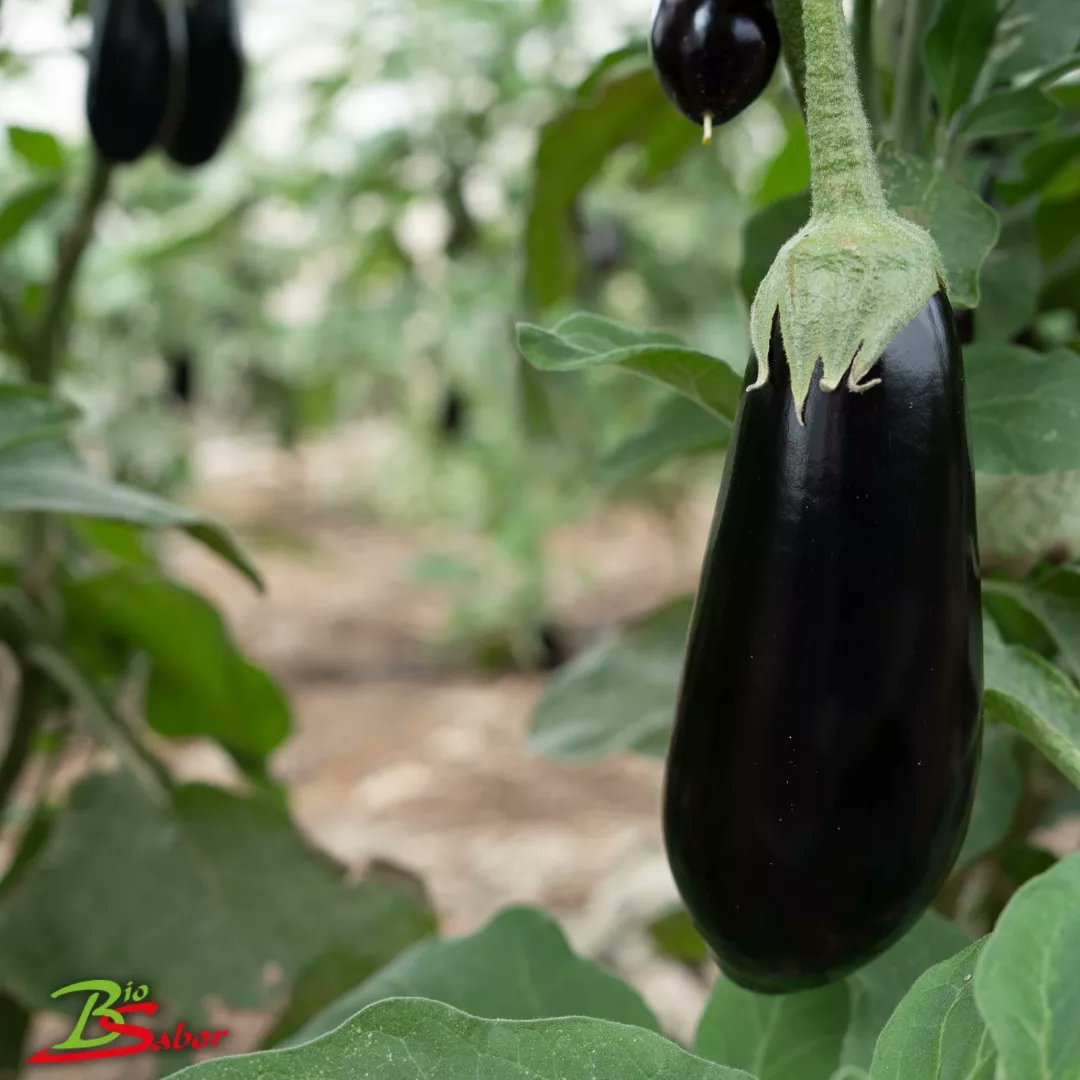 ¿Te gusta la verdura #ecológica directamente de agricultores? En la web biosabor.tienda la puedes comprar de forma fácil y sencilla.