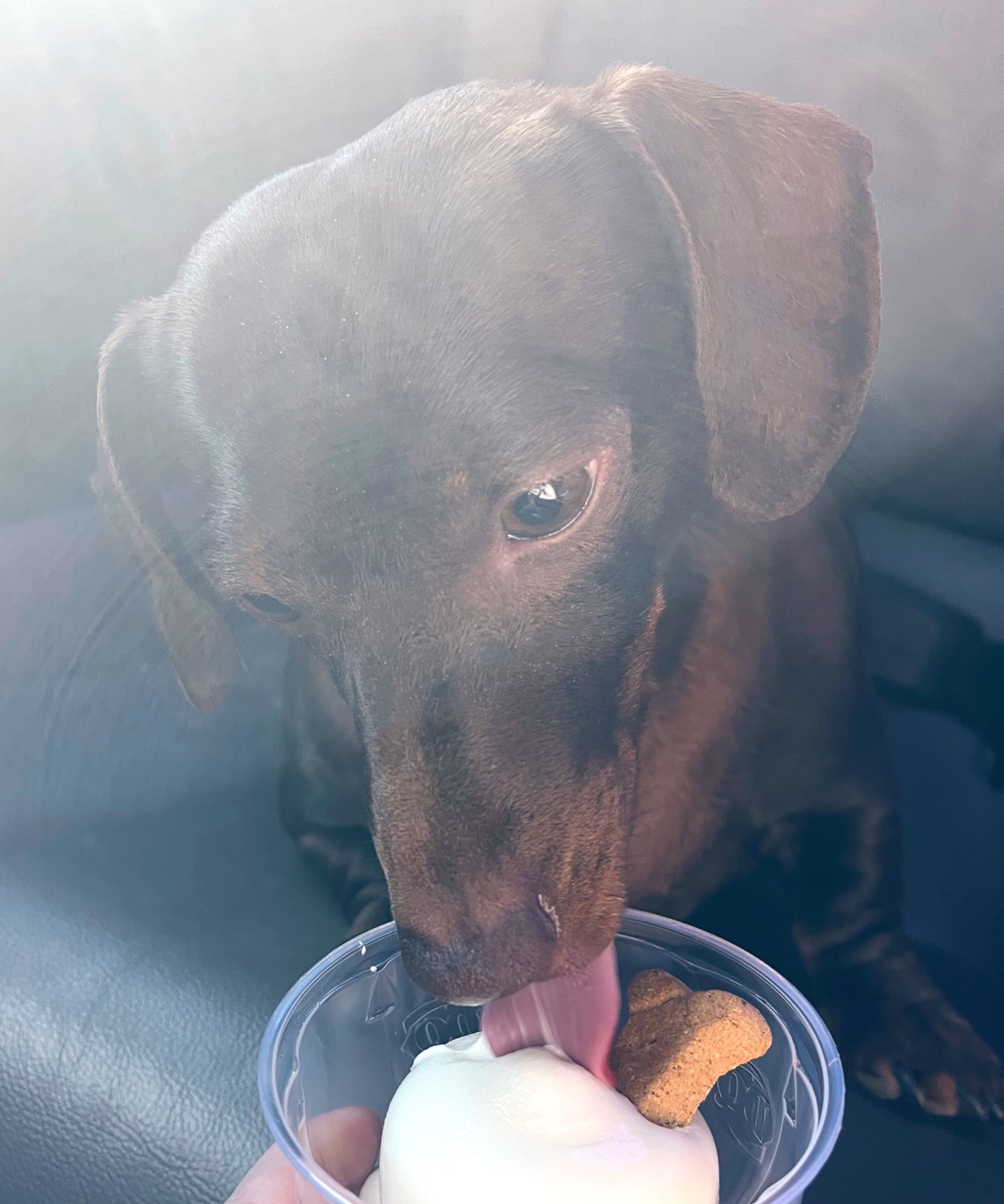 Brownie the Dachshund on X I got a special treat Pup cup from Dairy Queen and they give such a generous amount mom put it in the freezer so I can