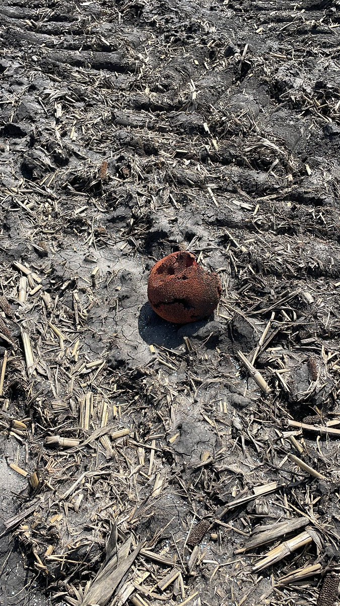 JasonKeck's tweet photo. Minnesota feral pig https://t.co/6N7XKLlxJb