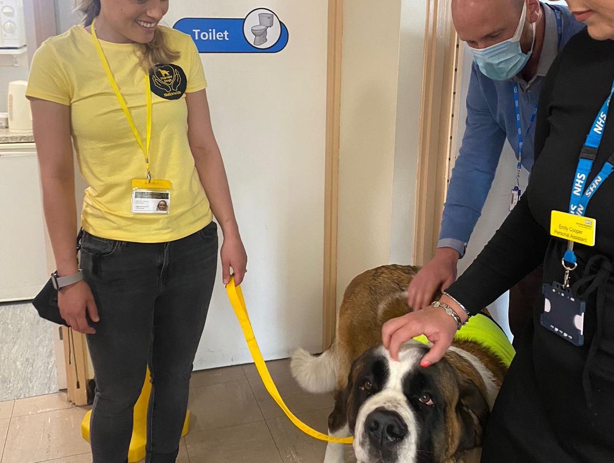lauraclarke_rd's tweet photo. Sabrina doing her thing today 💛 @TherapyDogsUK @barnshospital @YorksAmbulance #TherapyDogsNationwide ✨🙌🏼 https://t.co/9N2rcocc6k