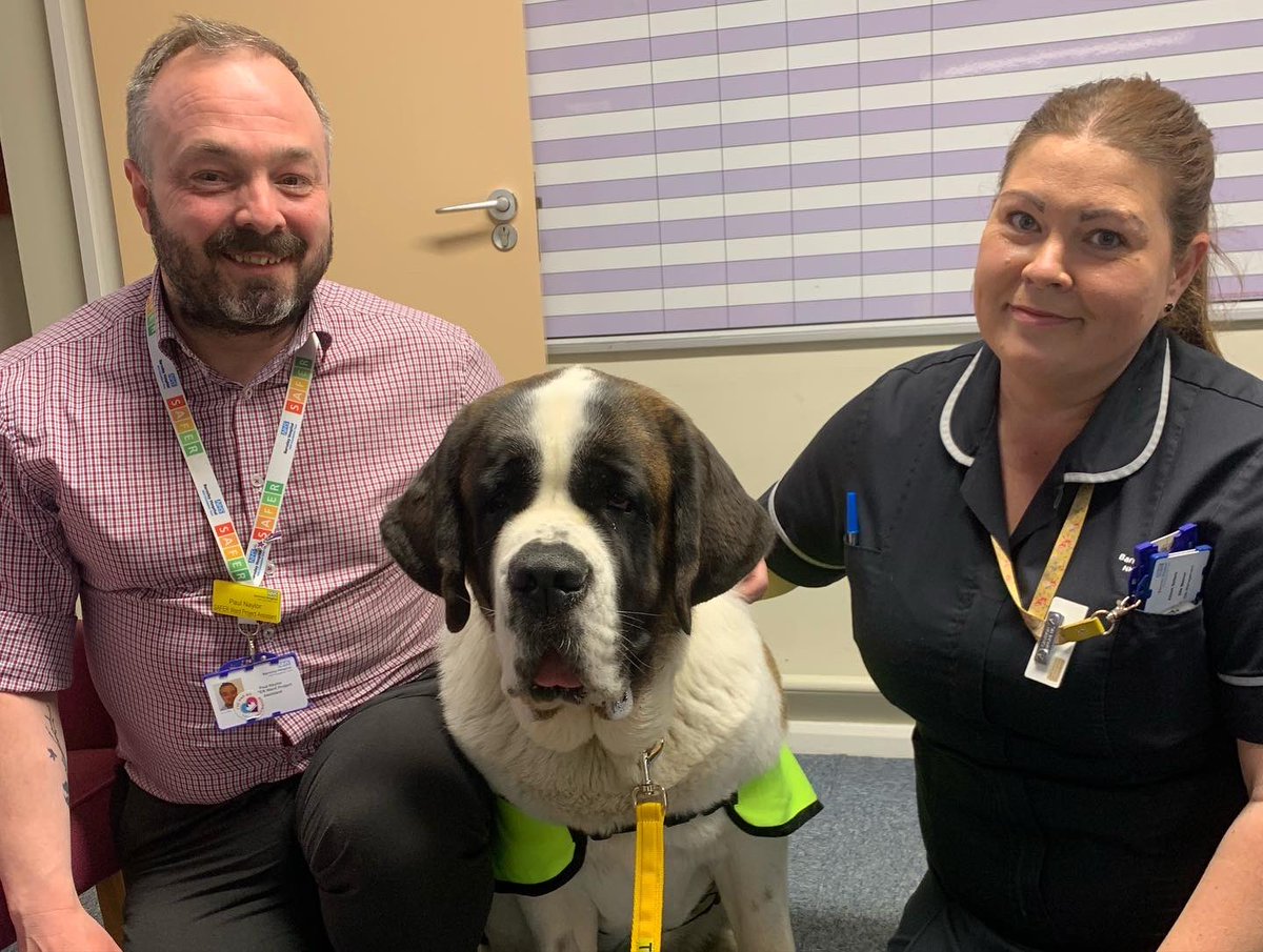 lauraclarke_rd's tweet photo. Sabrina doing her thing today 💛 @TherapyDogsUK @barnshospital @YorksAmbulance #TherapyDogsNationwide ✨🙌🏼 https://t.co/9N2rcocc6k