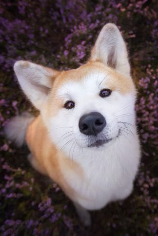 EmmanuelAjillo's tweet photo. Hello to the #doge #DOGECOIN family... #DogeMove 💯🦅🦅 https://t.co/InJBtK3ReW
