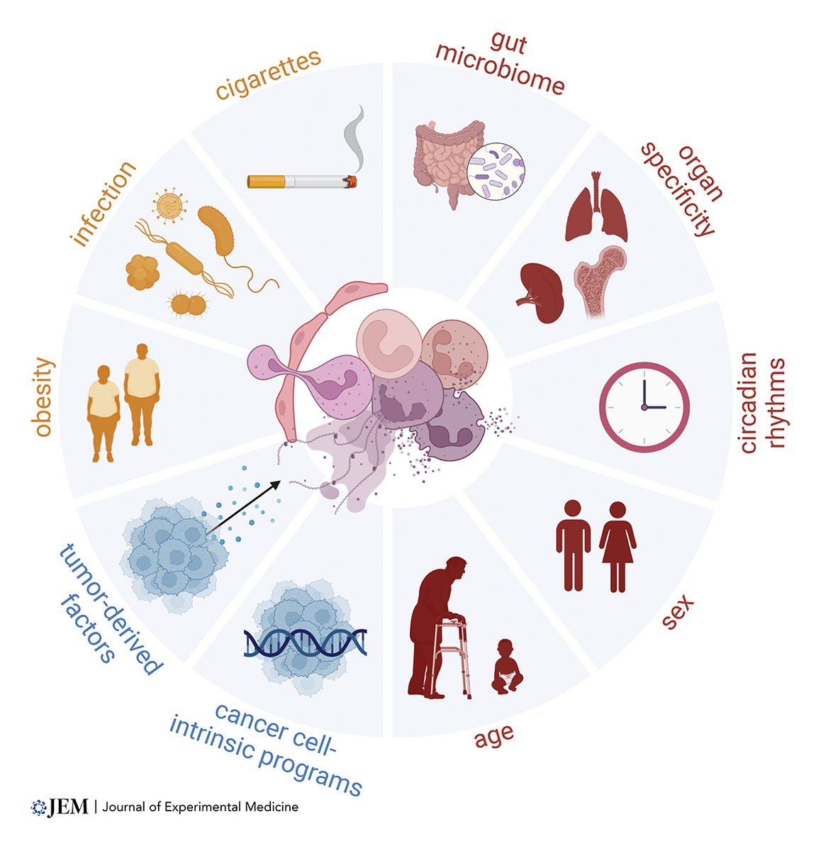 RockUPress's tweet photo. In @JExpMed, @DanielaQuail, de Visser, @megeblad, @Kubes_Lab et al. provide a consensus statement on mechanisms governing neutrophil heterogeneity in the context of malignancy &amp; discuss controversies and solutions in neutrophil research https://t.co/7PWusjuG8X

#CancerFocus https://t.co/QK5IDJGGI1