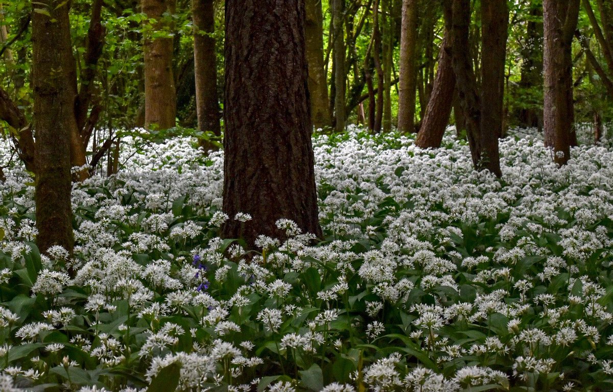 ViBreaking's tweet photo. Apparently wild garlic is an indicator of Ancient Woodland, a rare and special habitat. Walmer Wood near Madresfield is overflowing with this pungent little plant.@Natures_Voice @WoodlandTrust @WorcsWT @WildlifeMag @BBCWthrWatchers #nature https://t.co/srXSNhsOaa