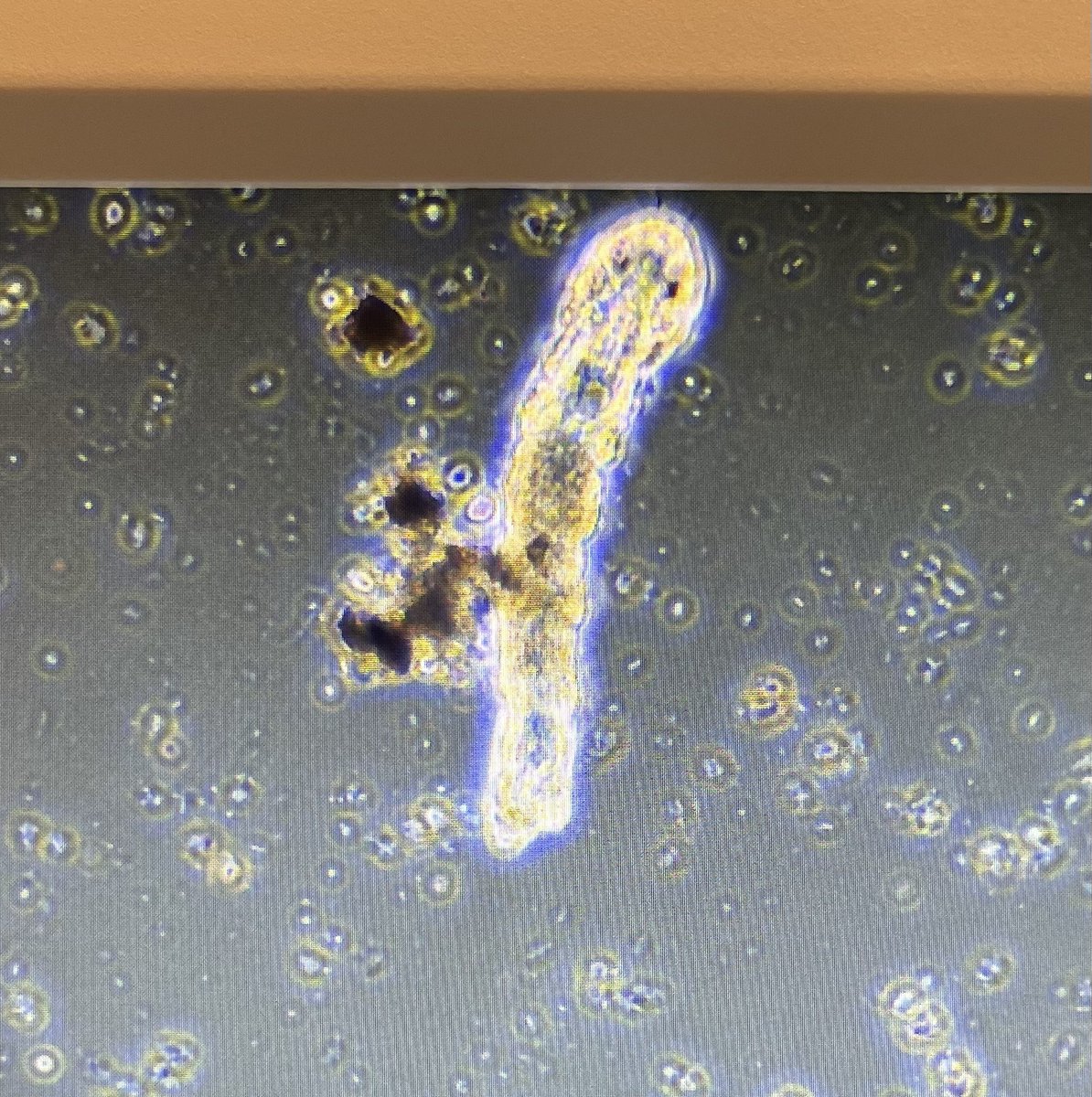 aralbright93's tweet photo. For today's #FishtankFriday I have a request! I found this lil monster in samples from our saltwater tank filters.
Can anyone identify this worm?
Might be tough because this is a fuzzy picture of a screen, but worth a shot. https://t.co/MZX1d4IcvE