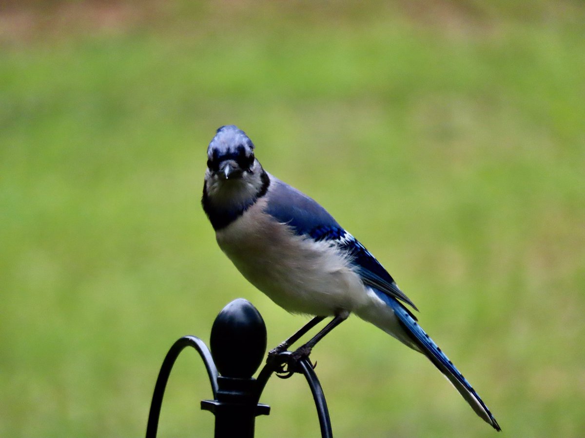 Visitors to my back yard today🙋‍♀️