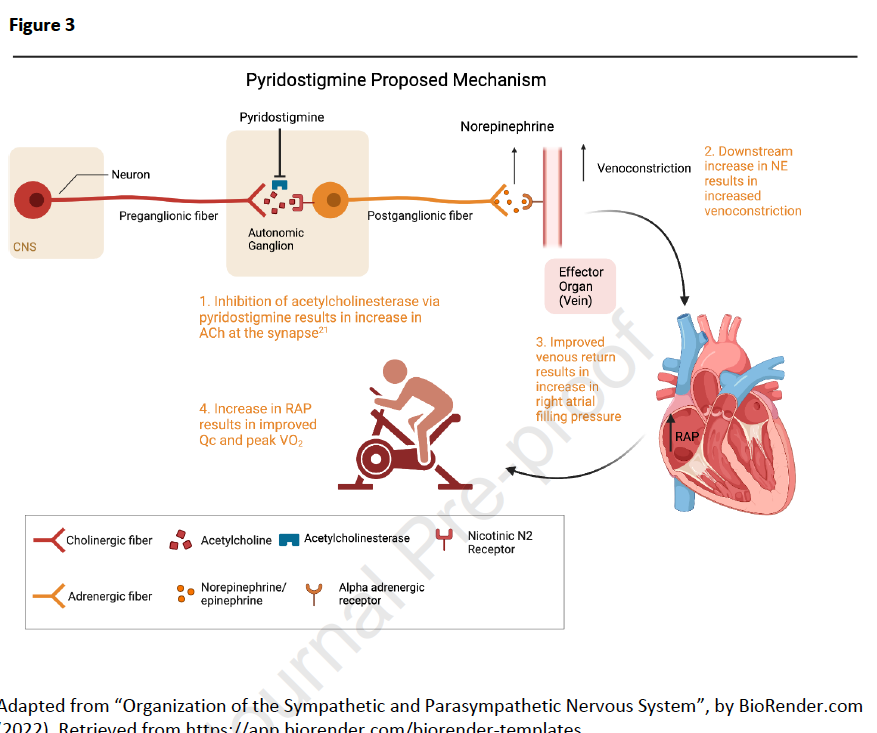 PabloGVasco's tweet photo. 👉 Estudio randomizado, doble ciego y controlado por placebo #MECFS
Estudio enfocado en un aspecto fisiopatogénico. ¿Existe una disregulación neurovascular que contribuye a la tolerancia al ejercicio?
Tras 60 mg de piridostigmina, grupo mejora de pico V02
Algunas ideas 🧵 https://t.co/C2APYxGyET