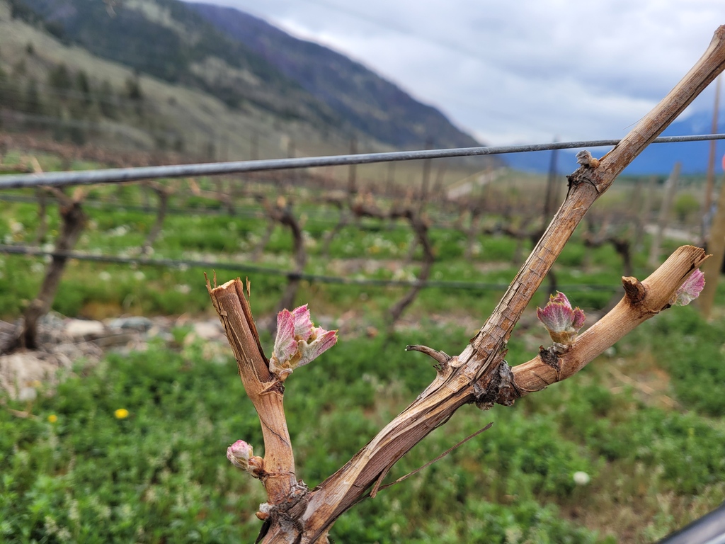 vanessavnyrd's tweet photo. A happy Friday indeed - we have bud break at the vineyard! This is the #Merlot 😍

#vanessavineyard #VVwines #BCwine #BCharvest #meritage #syrah #merlot #explorebcnow #budbreak
#bcwinecountry #bcwinery  #awardwinningwine https://t.co/5sRRRCcekw