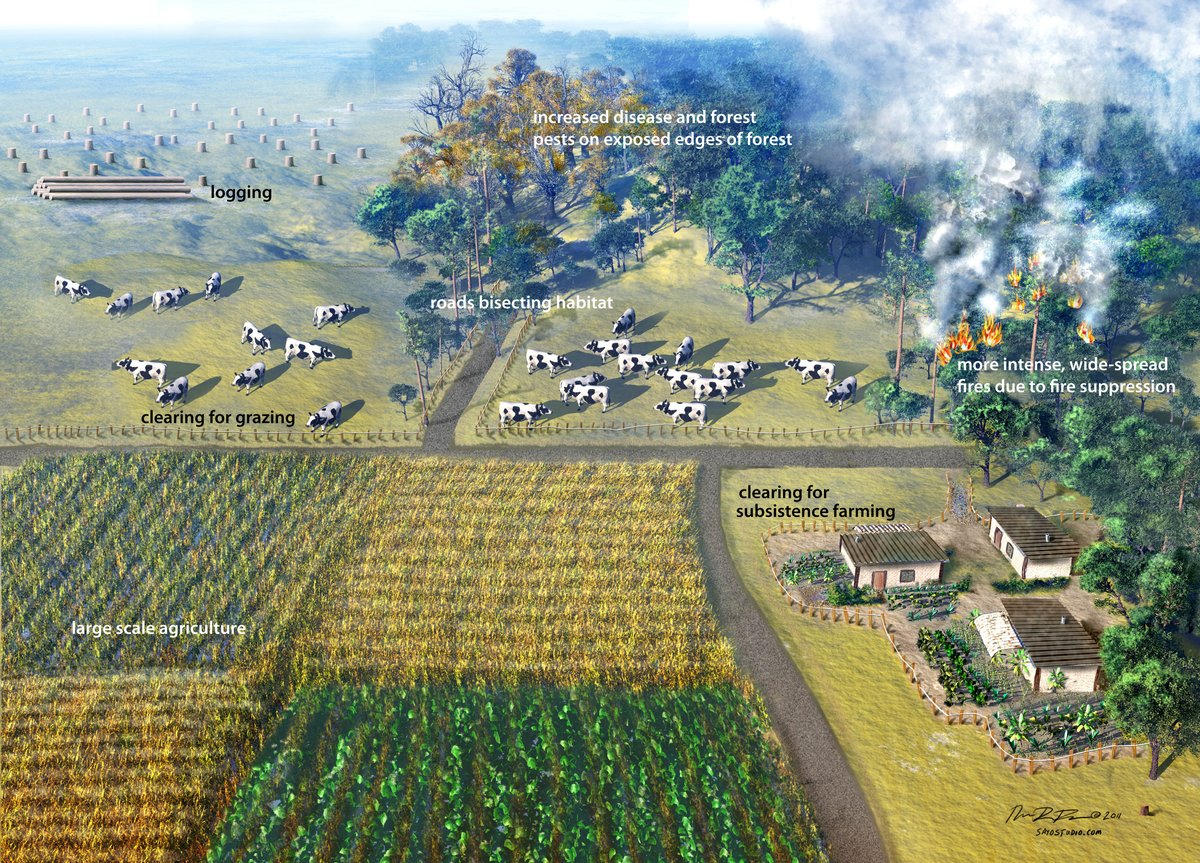 SayoStudio's tweet photo. We continue on with our #ForestMonth theme to share some of the threats forests across the world face.
Forests are being cut at an alarming rates; leading them to become even more susceptible to pests, disease and fire.
Artwork created by Nicolle Fuller, SayoStudio. https://t.co/319Iwsd0GN