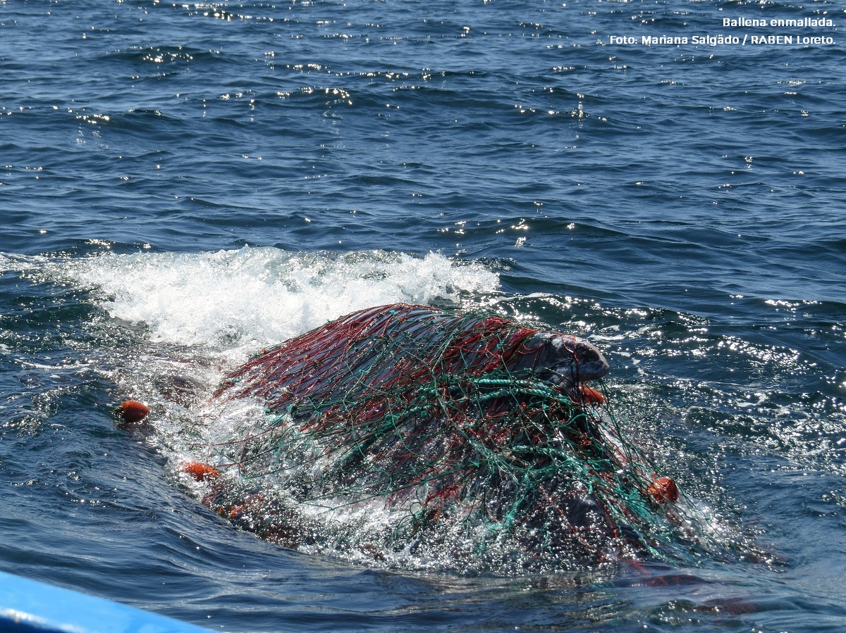 CONANP_mx's tweet photo. La actividad pesquera es una de las amenazas más significativas para las ballenas a nivel mundial. Es por ello que, a partir de 2012, Ecología y Conservación de Ballenas #ECOBAC, con el apoyo de la #Conanp, crea la Red Nacional de Asistencia a Ballenas Enmalladas #RABEN. 🐳🌿🌅🚤 https://t.co/GDqkAqb46m