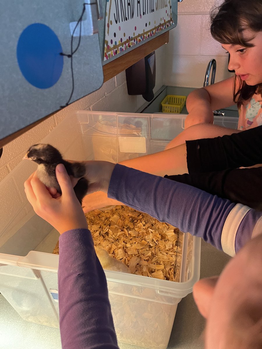 MrsDutoisClass's tweet photo. Hatching chicks has been an amazing experience for our class! As one student put it, “this has been the best week I’ve ever had in school!” 🐥🐣 #authenticlearning #thisisthird @weRweaver https://t.co/RQWMMI7MB5