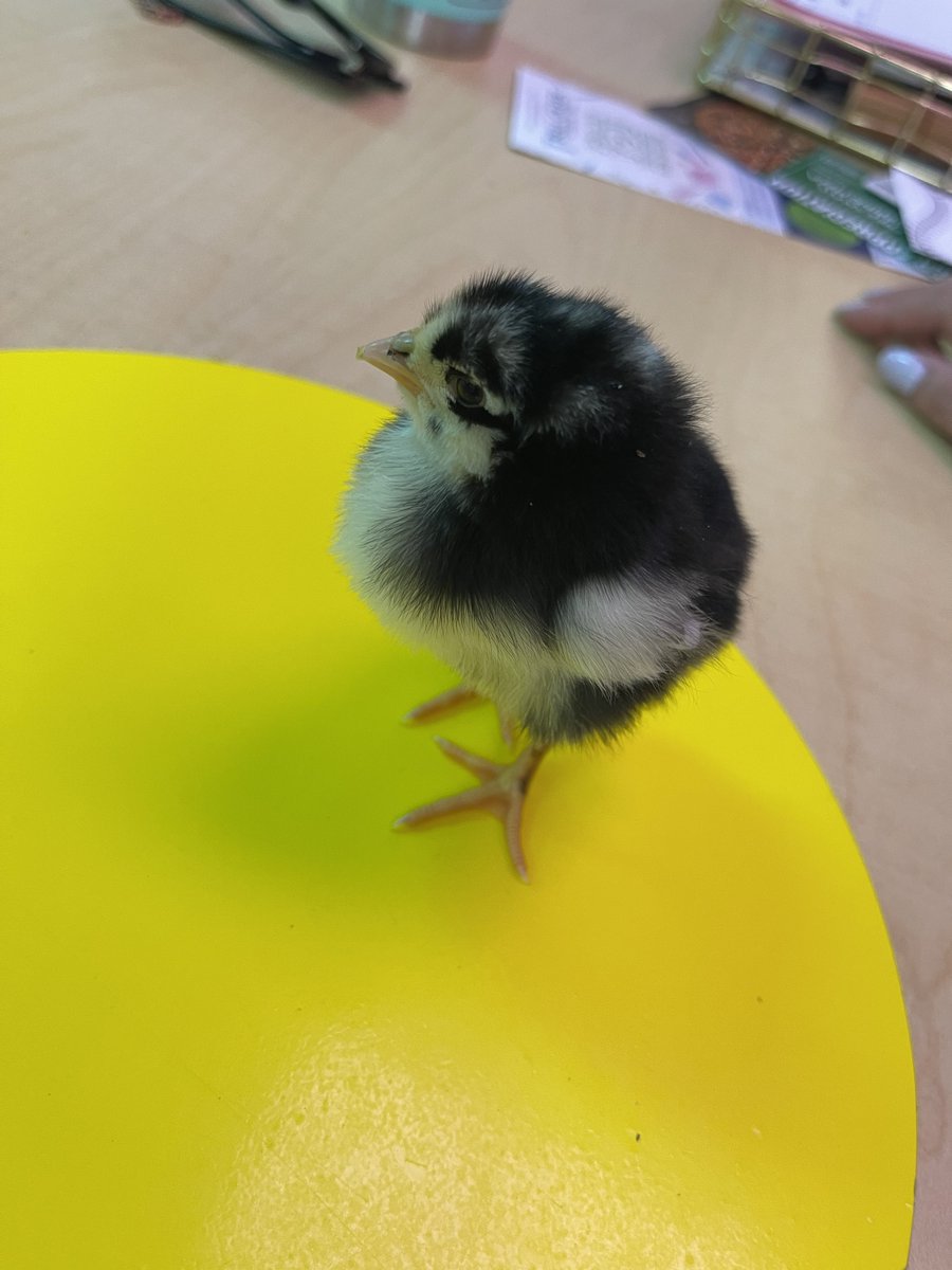 MrsDutoisClass's tweet photo. Hatching chicks has been an amazing experience for our class! As one student put it, “this has been the best week I’ve ever had in school!” 🐥🐣 #authenticlearning #thisisthird @weRweaver https://t.co/RQWMMI7MB5