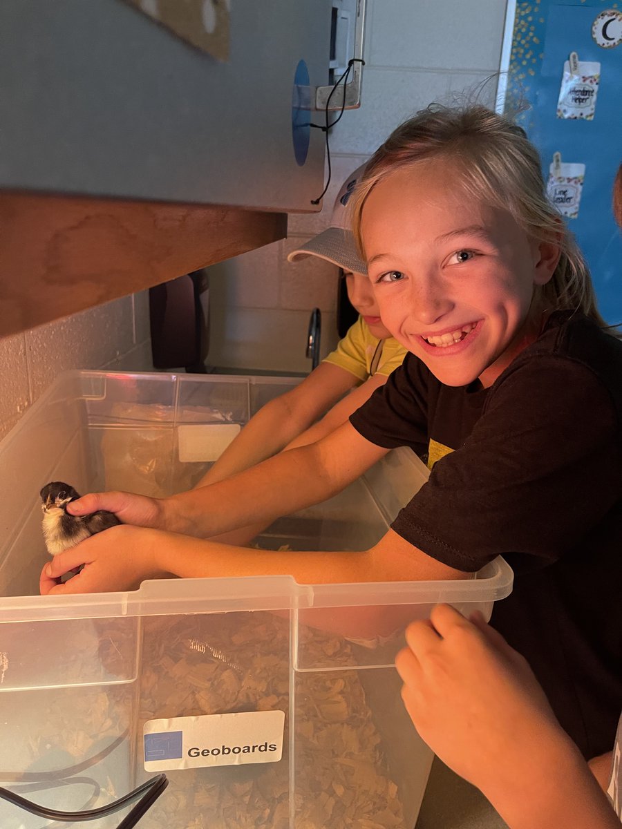 MrsDutoisClass's tweet photo. Hatching chicks has been an amazing experience for our class! As one student put it, “this has been the best week I’ve ever had in school!” 🐥🐣 #authenticlearning #thisisthird @weRweaver https://t.co/RQWMMI7MB5