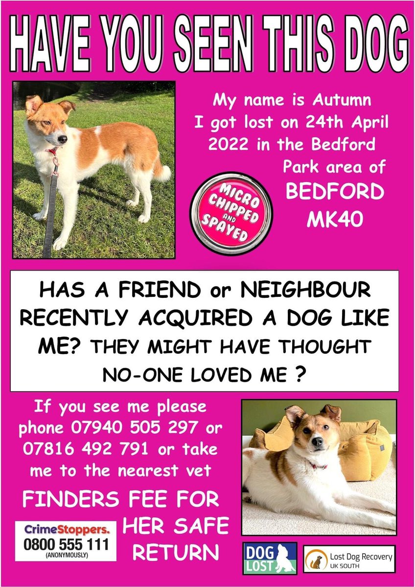 Lost Dog Recovery UK South tweet media