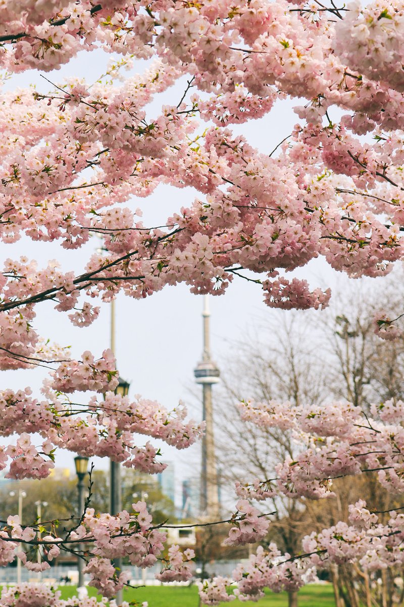KatrinRayArt's tweet photo. Sakura is blooming in Toronto!
Enjoyed a long walk around the city to spot cherry blossoms. 
Trinity-Bellwood Park offers the most engaging display with CN tower bonus :-)

#Sakura #Toronto #CherryBlossoms #CNtower #SpringTO #TorontoArt #TorontoLife https://t.co/TcBOTWsAi7