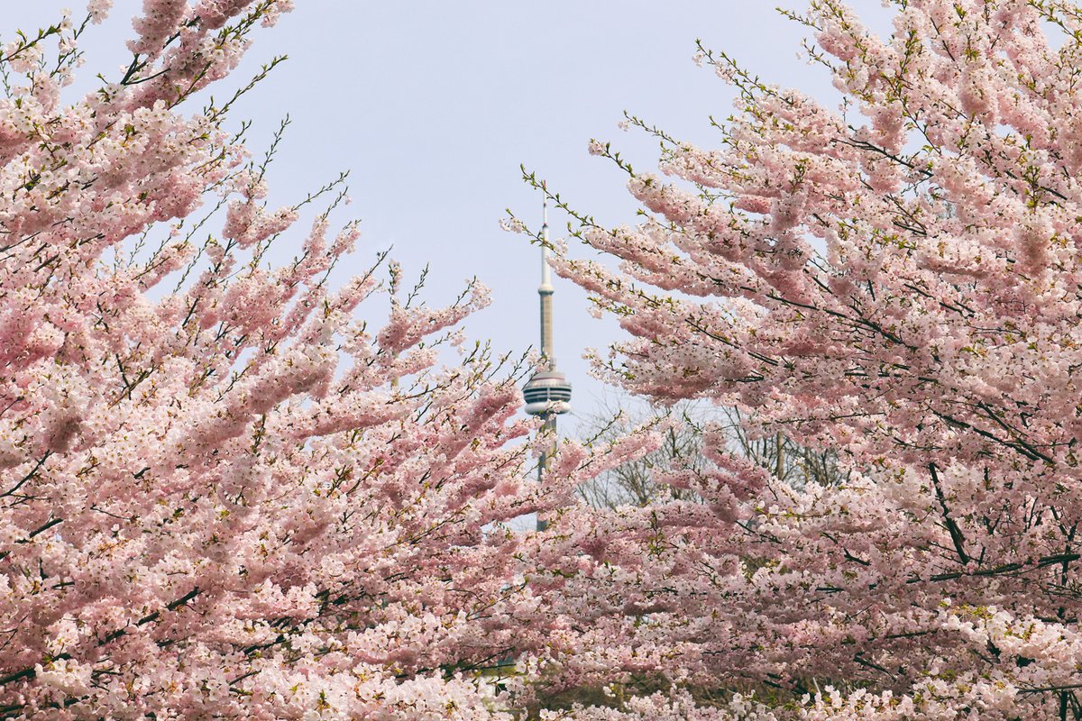 KatrinRayArt's tweet photo. Sakura is blooming in Toronto!
Enjoyed a long walk around the city to spot cherry blossoms. 
Trinity-Bellwood Park offers the most engaging display with CN tower bonus :-)

#Sakura #Toronto #CherryBlossoms #CNtower #SpringTO #TorontoArt #TorontoLife https://t.co/TcBOTWsAi7