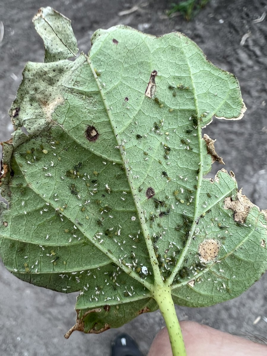 SouthTXBugs's tweet photo. Soil conditions vary across the area, but we are finding strong numbers of cotton aphids. Sugarcane aphids are below treatment levels where we’ve scouted so far. For thresholds and other information, listen to our weekly updates: https://t.co/AzaBp45qxo. https://t.co/xpImF4ASbV