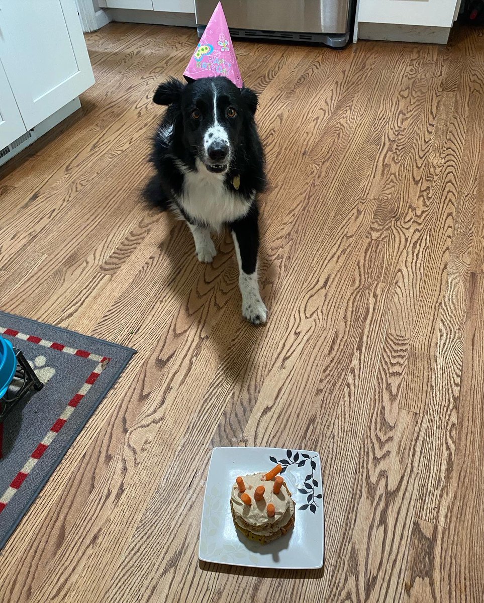 BasilsSweet's tweet photo. It’s my 6th birthday and mum made me a cake 😋#happybirthday #happygirl https://t.co/ilsWrTWHkT