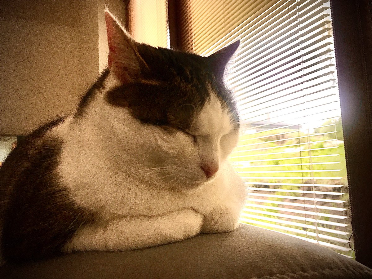 I pray, I wish ⁦<a href="/FartyCheddarCat/">Cheddar</a>⁩ is the mastercat of the world!