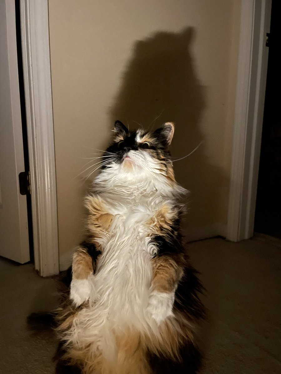 ChloeLapen's tweet photo. Anyways, here’s my demon cat. https://t.co/uy19mtrQO1