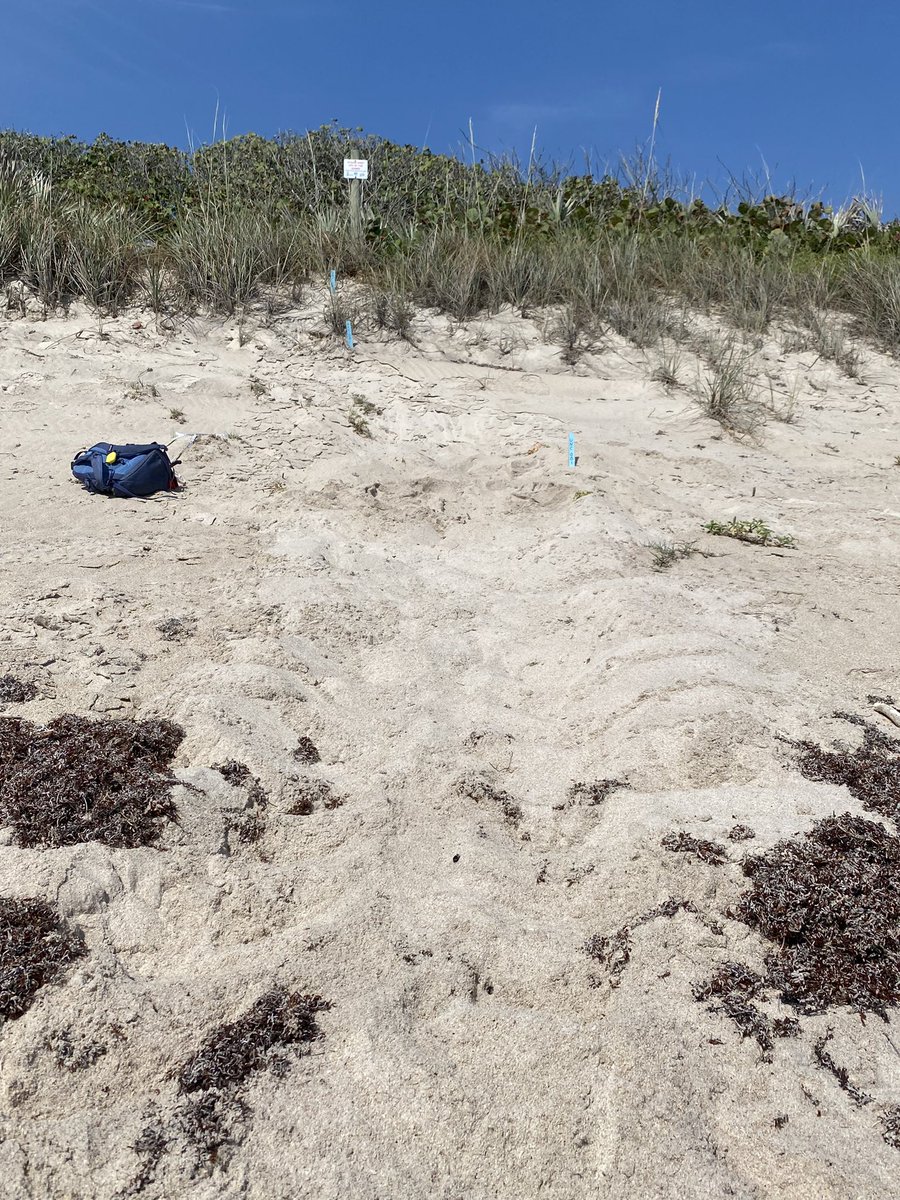 Excited to be back in Melbourne Beach for another turtle nesting season! 🐢