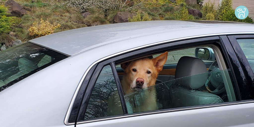 JWagable's tweet photo. After five minutes, my patience is wearing thin. #CarDog #ForestWalk https://t.co/7V7jef51jB