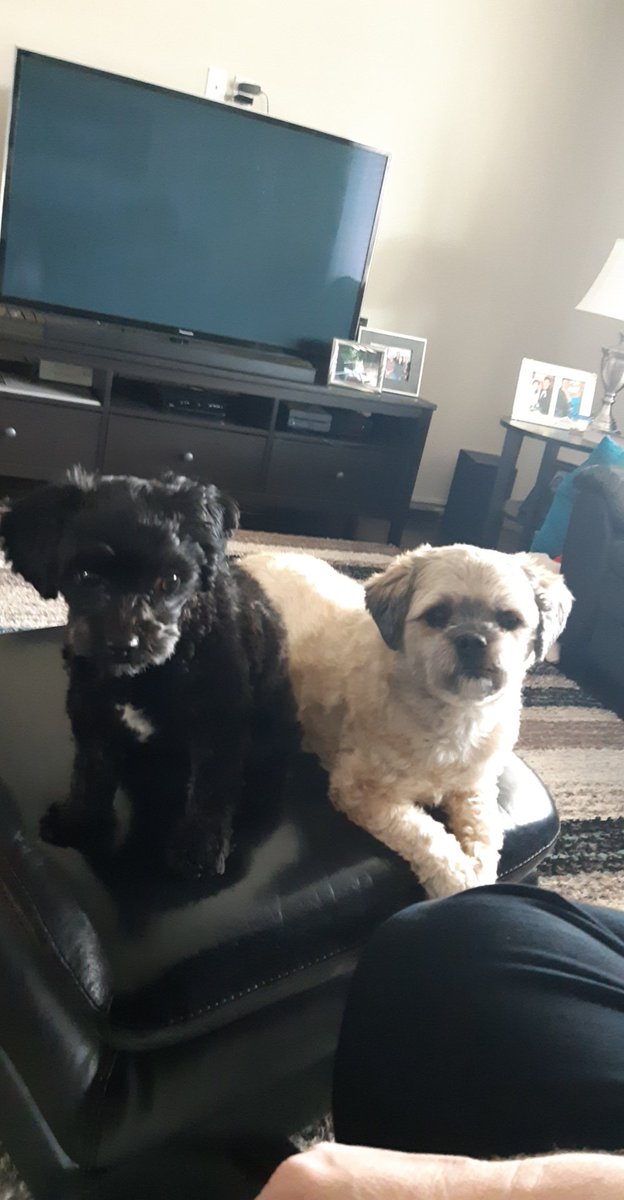 freeth_m's tweet photo. @adolwyn Trying to resist googling. Here's Harmony and Dug to take your mind off of them. https://t.co/lqDudmrqbe