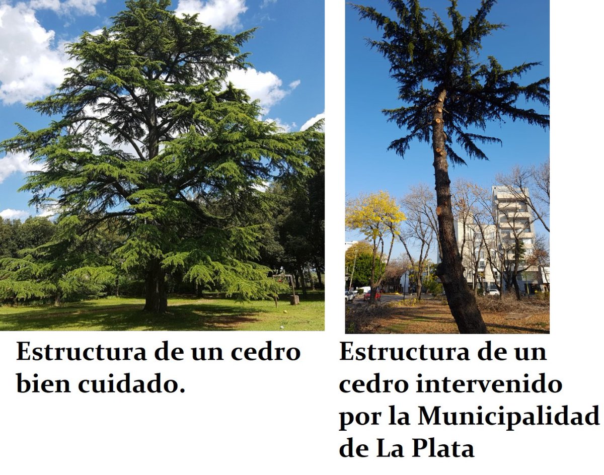 ForoArbol's tweet photo. La Municipalidad de La Plata sabe como se debe podar ?@JulioGarro @ppetchart @MolteniMariano https://t.co/2KVVekeOgA