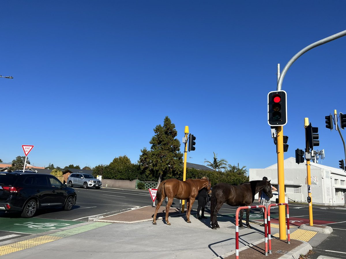 Love a horse waiting patiently at the traffic lights