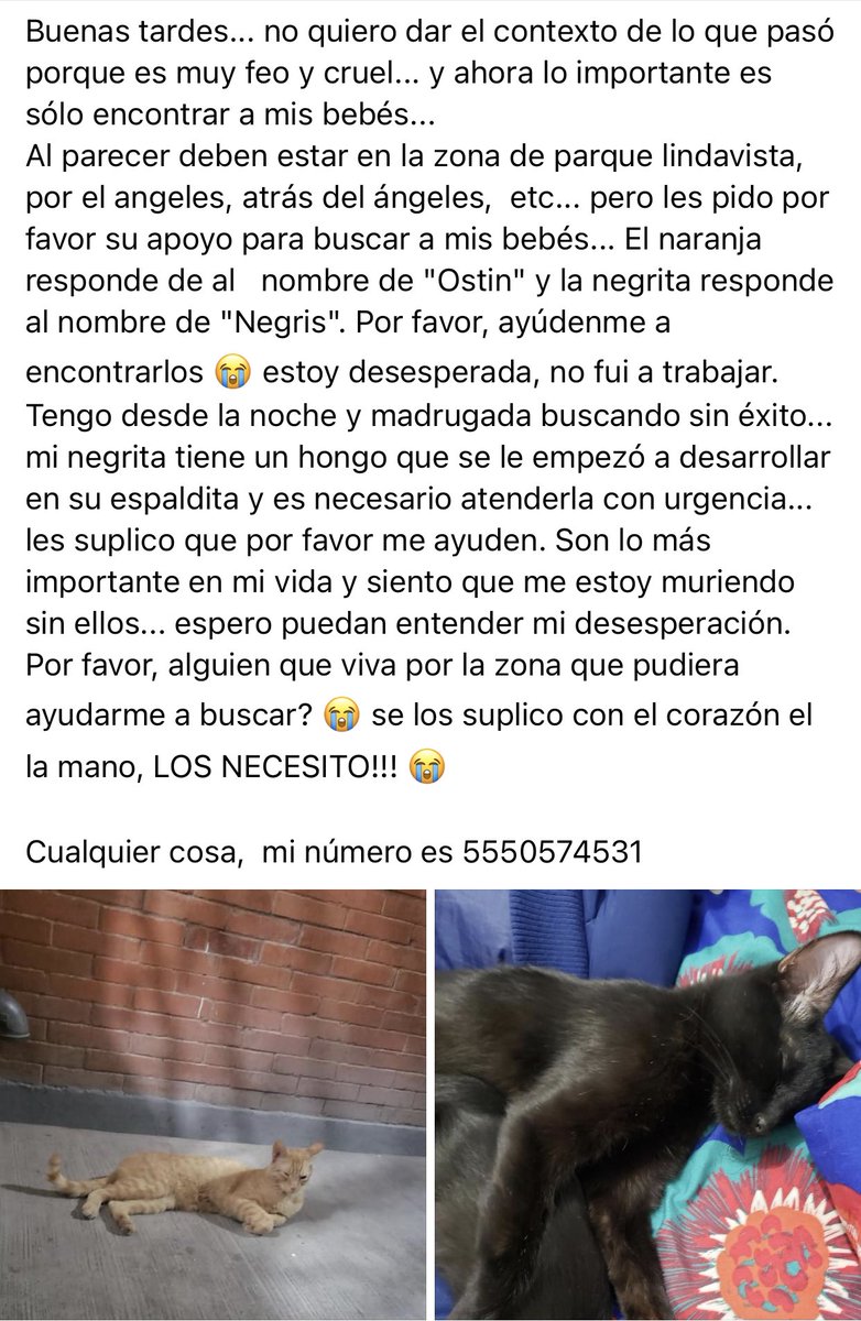 lezorrillo's tweet photo. Perdidos #Ostin (amarillo) y #Nigris #lindavista zona de parque lindavista, por el angeles, atrás del ángeles, etc. Tel: 5550574531 @_PatriciaAnaya @MascotasSismo @mascotasdifunde @GatitosCdmx @vecinoslindavis https://t.co/uH2pBeuke2