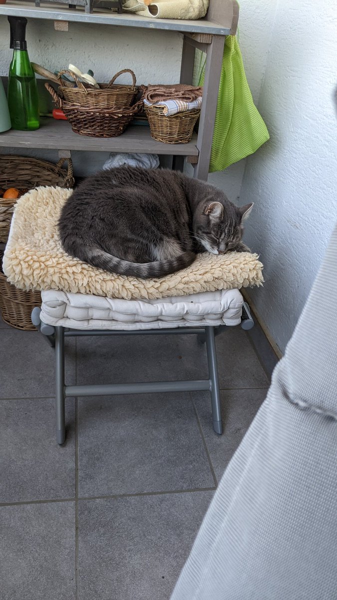 Kar0ne's tweet photo. @eva_bohle #sendcatpics https://t.co/wfesQEIYPF