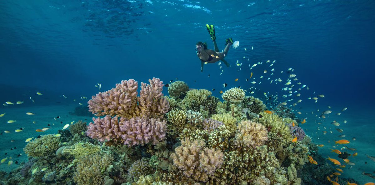 SCUBANews's tweet photo. Corals and sea anemones turn sunscreen into toxins - understanding how could help save coral reefs https://t.co/jzNmQKfuRn https://t.co/CQPqi1UcOP