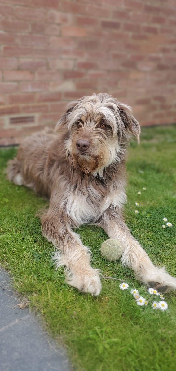 MoonTails's tweet photo. Looking handsome in the garden 🐶 #dogsoftwitter https://t.co/lwraTLBIwi