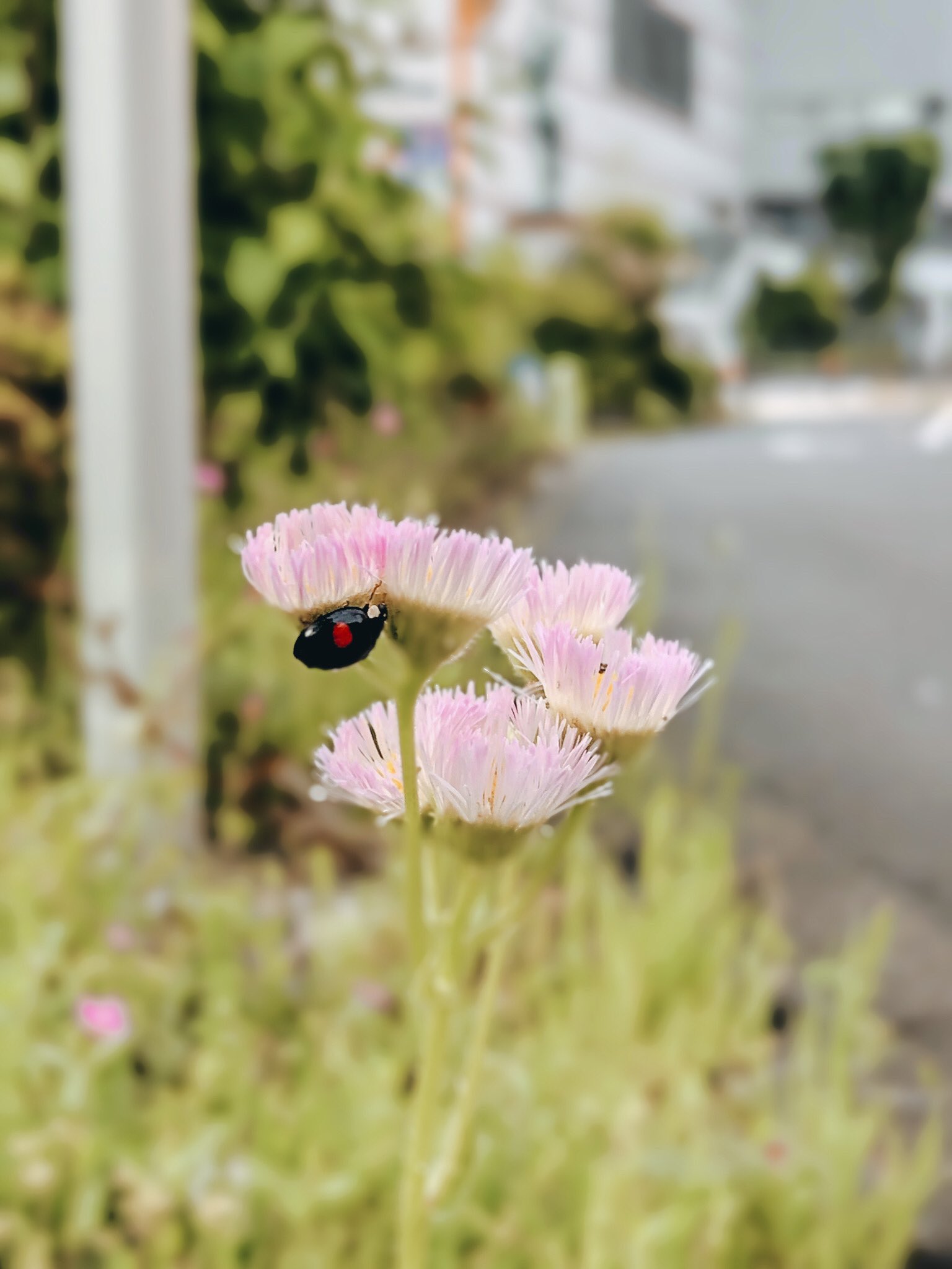 Erigeronphiladelphicus Twitter Search Twitter