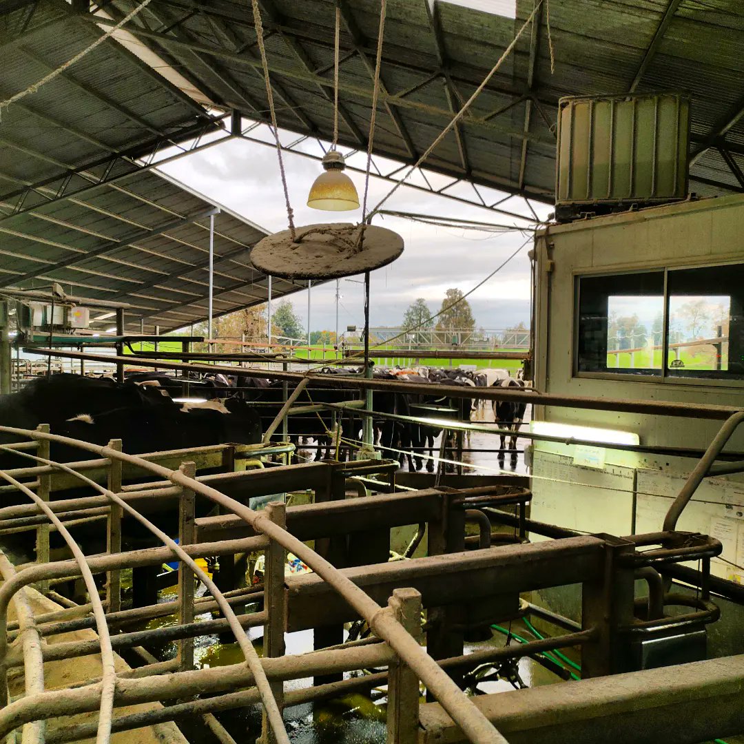 Milktest8's tweet photo. Control lechero en rotativa 🐄☑️ https://t.co/0Wptq7rZiR