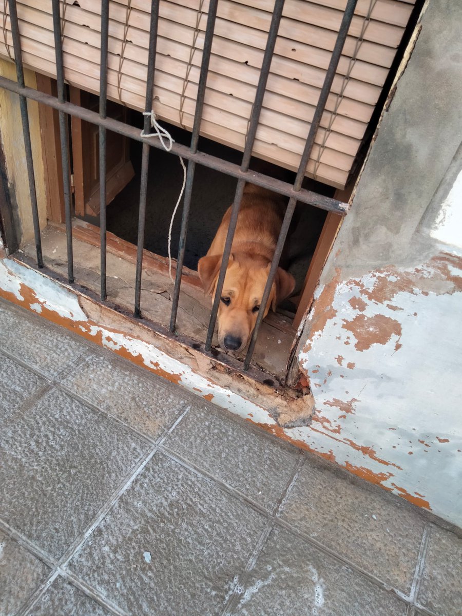 Amor Animal tweet media