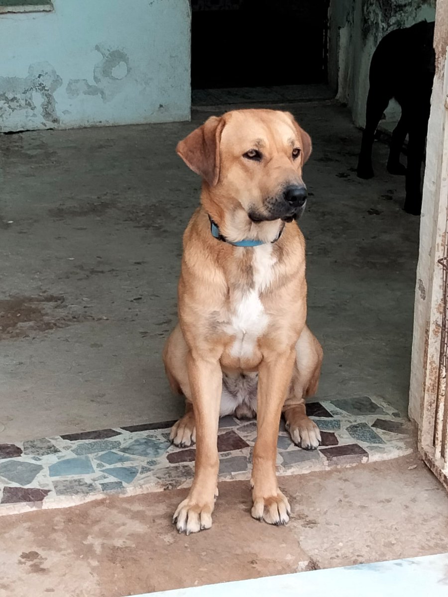 Amor Animal tweet media