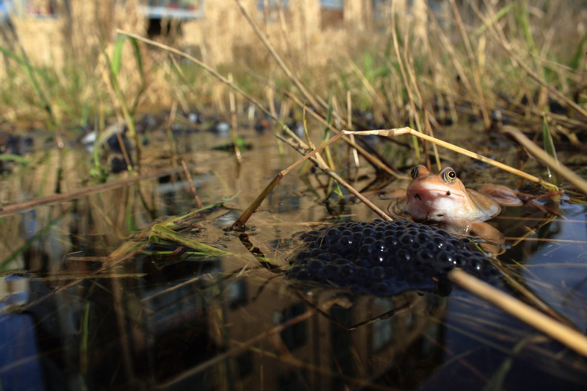 MarioShimbov's tweet photo. In the first week of May across the world we celebrate #AmphibianWeek.
For this occasion, I'll be leading a workshop on How to Survey for Amphibians tonight at 8PM (BST), (Friday 6th) at Logan's Meadow LNR. @FOLM_Cambridge @CandPARG @ARC_Bytes @ARGroupsUK @froglifers https://t.co/xs6vGzU1rM