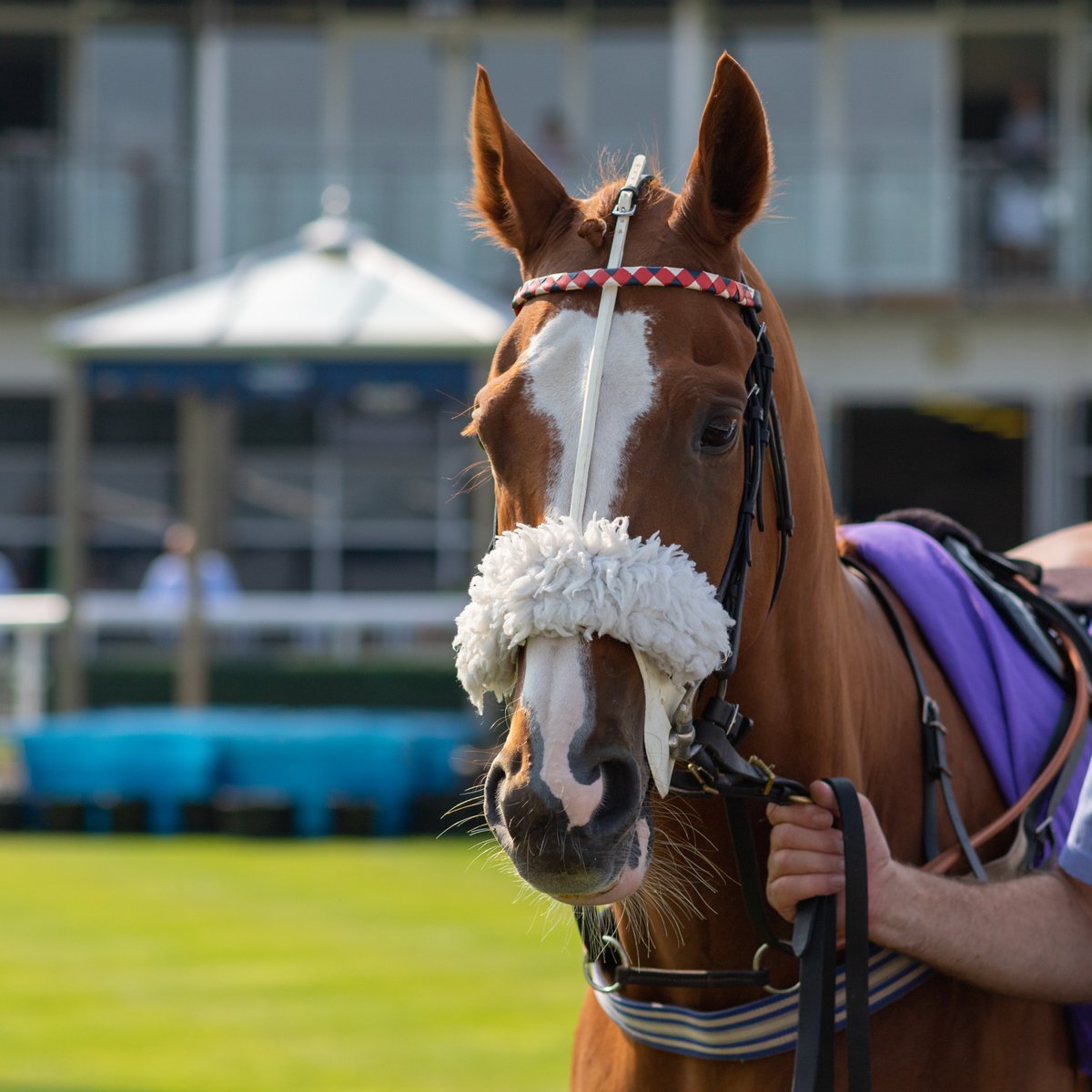 MprUpdates's tweet image. 🏇OUR GRADE 1 GIVEAWAY IS LIVE!🏇

To celebrate Marie's Rock's second Grade 1 victory, we are giving you the chance to win a free 2.5% share in our 9-time winner, AIRSHOW!

To enter, simply like and retweet this post and make sure you are following us.