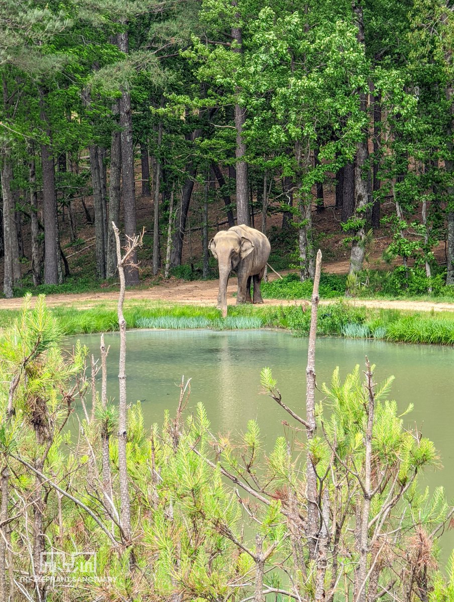 ElephantsTN's tweet image. WOW, during the 24-hour fundraising event called the #BigPayback, The Elephant Sanctuary in Tennessee raised $103,564 from 981 unique donors — making us the top-earning organization of nearly 900 participating Middle Tennessee nonprofits!