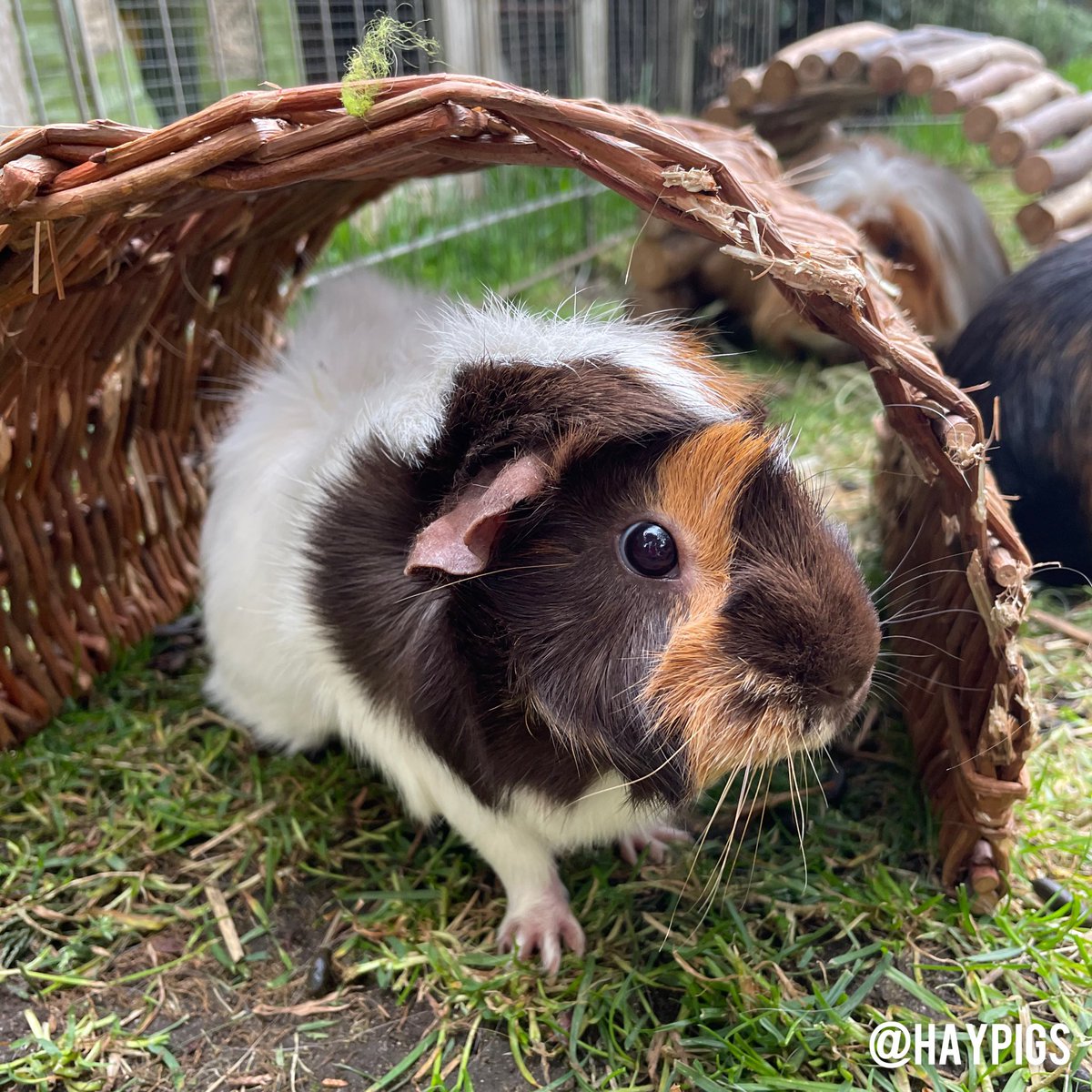 haypigs's tweet photo. ZiggyGuineaPig says happy Friday! ๐๐ป๐นโค๏ธ Have a good one yโall! ๐ #TGIF #fridayfeeling #fridayvibes #cute #fluffy #floof #abyssinian #guineapig #guineapigsofinstagram #floofsofinstagram #pets #petsofinstagram https://t.co/fTBuMmf1Gn