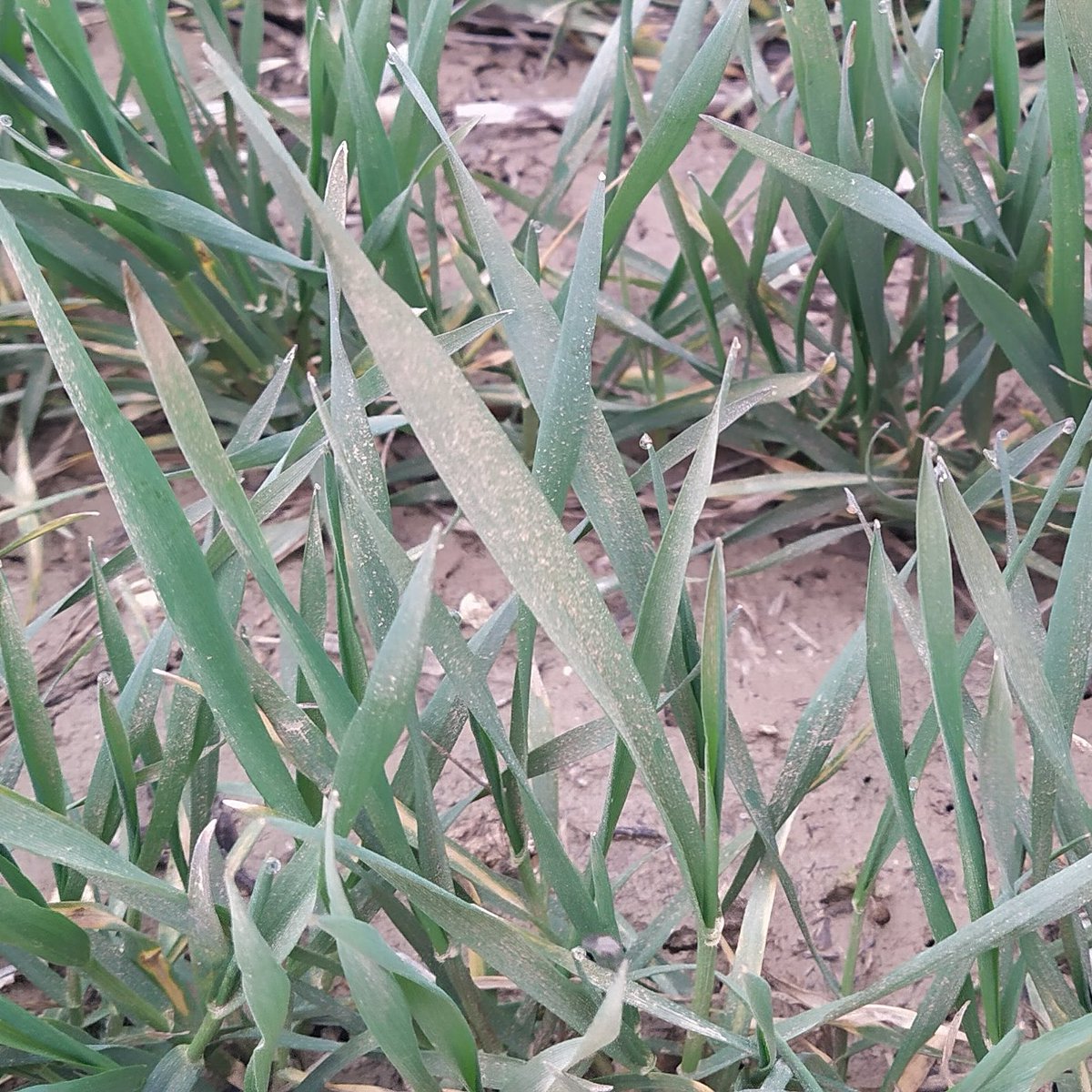aGrae_es's tweet photo. ¿Os acordáis de la #calima #dust #PolvoSahariano que llegó a la Península Ibérica en marzo?

Los cultivos quedaron cubiertos de este polvo

👉¿Qué nutrientes aportó? ¿y cantidad?

(Hilo👇) https://t.co/WEY3oRNDmj