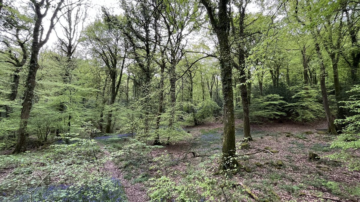 ArlingtonGarden (@arlingtongdnbs8) on Twitter photo Fedw Wood, looking absolutely splendid. #nature <a href="/Wyevalleywalks/">Wye Valley Walks</a> Fedw Wood, looking absolutely splendid. #nature <a href="/Wyevalleywalks/">Wye Valley Walks</a>