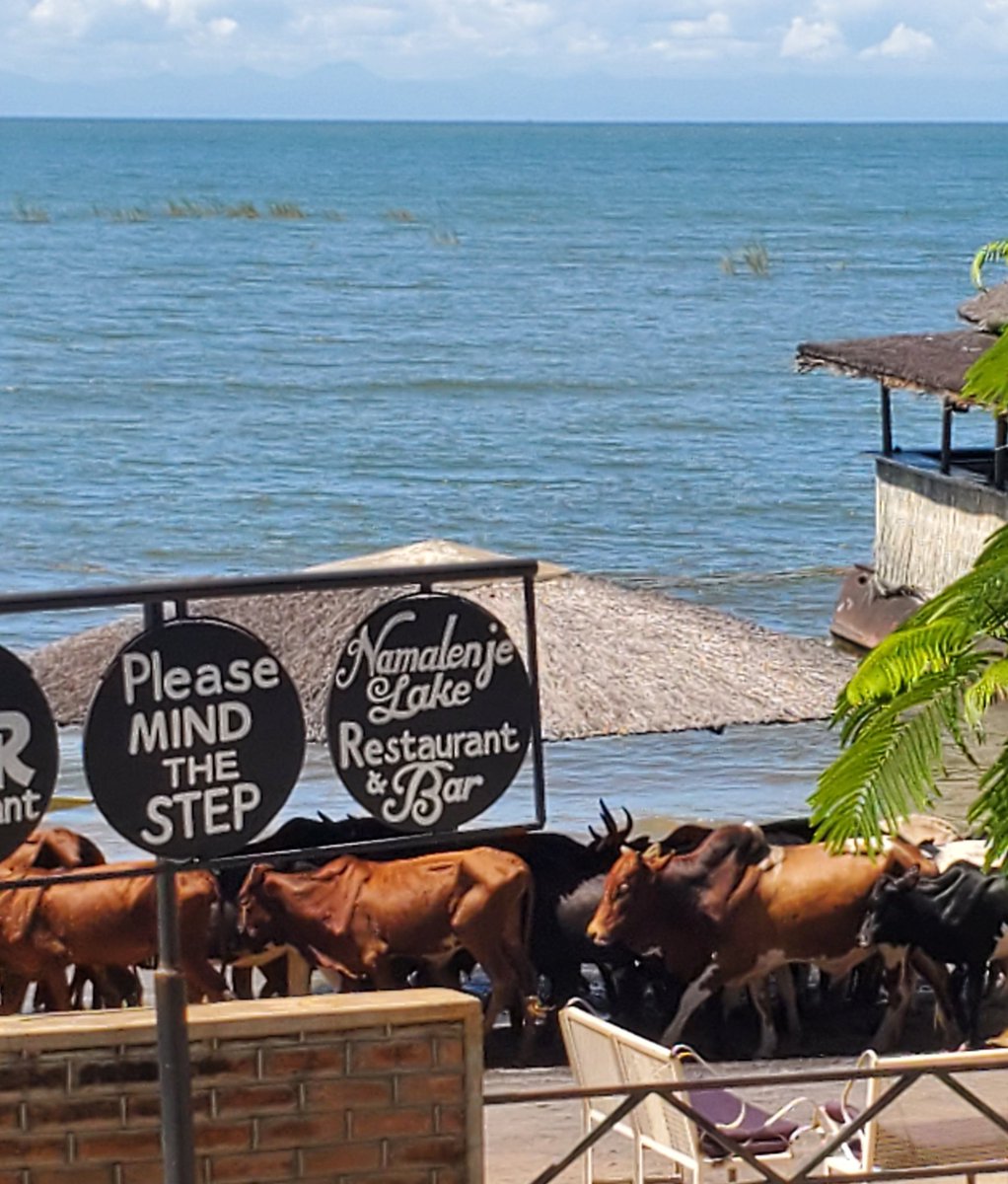 kumikokomatsuba's tweet photo. #cows wading in #lakemalawi
Please #mindthestep
#salima #sengabay #malawi #africa #サリマ #マラウイ #アフリカ https://t.co/J2mxpP2YAx